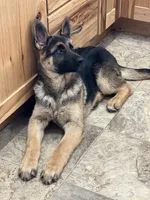 Luna Rose 🌹, a female German Shepherd Dog for sale in Basom, NY – Photo 8 of 10