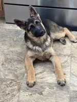 Luna Rose 🌹, a female German Shepherd Dog for sale in Basom, NY – Photo 7 of 10