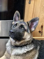 Luna Rose 🌹, a female German Shepherd Dog for sale in Basom, NY – Photo 5 of 10