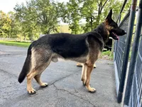“Skye” 🩵 Girl, a female German Shepherd Dog for sale in Basom, NY – Photo 10 of 10