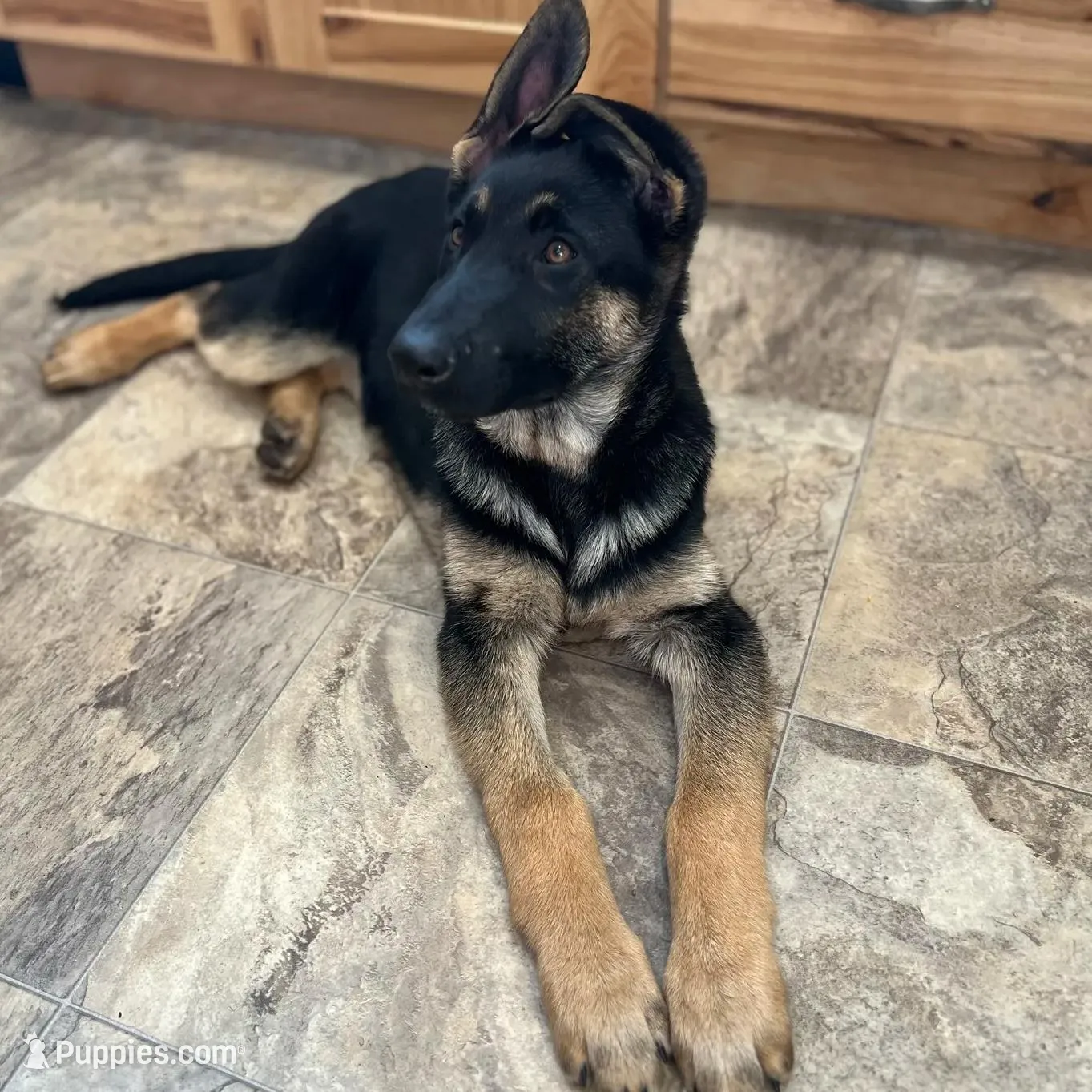 “Skye” 🩵 Girl, a female German Shepherd Dog for sale in Basom, NY – Photo 5 of 10