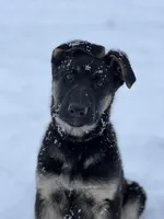 “Skye” 🩵 Girl, a female German Shepherd Dog for sale in Basom, NY – Photo 6 of 10
