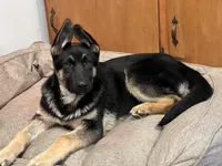 “Skye” 🩵 Girl, a female German Shepherd Dog for sale in Basom, NY – Photo 2 of 10