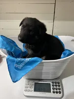 “Skye” 🩵 Girl, a female German Shepherd Dog for sale in Basom, NY – Photo 9 of 10