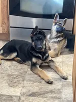 “Skye” 🩵 Girl, a female German Shepherd Dog for sale in Basom, NY – Photo 4 of 10