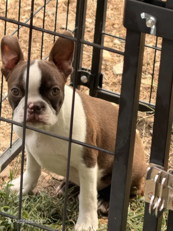 Oroborus – Boston Terrier puppy for sale in Berger, MO