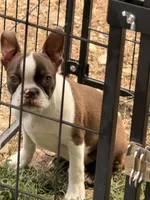 Oroborus, a male Boston Terrier for sale in Berger, MO – 1 of 2