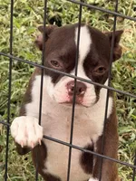 Patricia, a male Boston Terrier for sale in Berger, MO – 1 of 2