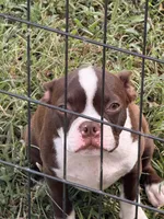 Patricia, a male Boston Terrier for sale in Berger, MO – 2 of 2
