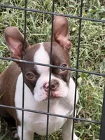 Oroborus, a male Boston Terrier for sale in Berger, MO – 2 of 2
