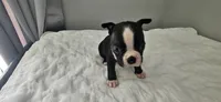 Blk/wht male 2, a male Boston Terrier for sale in Greenville, GA – 2 of 10