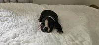 Blk/wht male 1, a male Boston Terrier for sale in Greenville, GA – 2 of 10