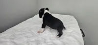 Blk/wht male 1, a male Boston Terrier for sale in Greenville, GA – 7 of 10