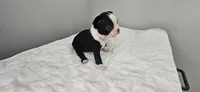 Blk/wht female 1, a female Boston Terrier for sale in Greenville, GA – 5 of 10