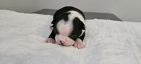 Blk/wht female 2, a female Boston Terrier for sale in Greenville, GA – 2 of 10