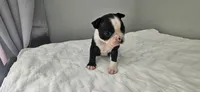Blk/wht male 3, a male Boston Terrier for sale in Greenville, GA – 8 of 10