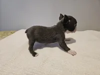 Blue female 2, a female Boston Terrier for sale in Greenville, GA – Photo 8 of 10