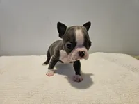 Blue female 2, a female Boston Terrier for sale in Greenville, GA – Photo 9 of 10