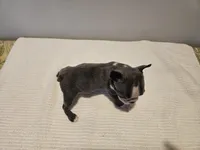 Blue female 2, a female Boston Terrier for sale in Greenville, GA – Photo 3 of 10