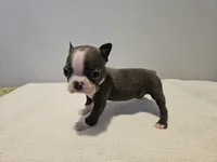 Blue female 2, a female Boston Terrier for sale in Greenville, GA – Photo 10 of 10