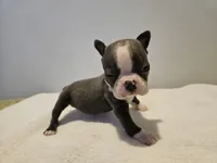 Blue female 2, a female Boston Terrier for sale in Greenville, GA – Photo 5 of 10