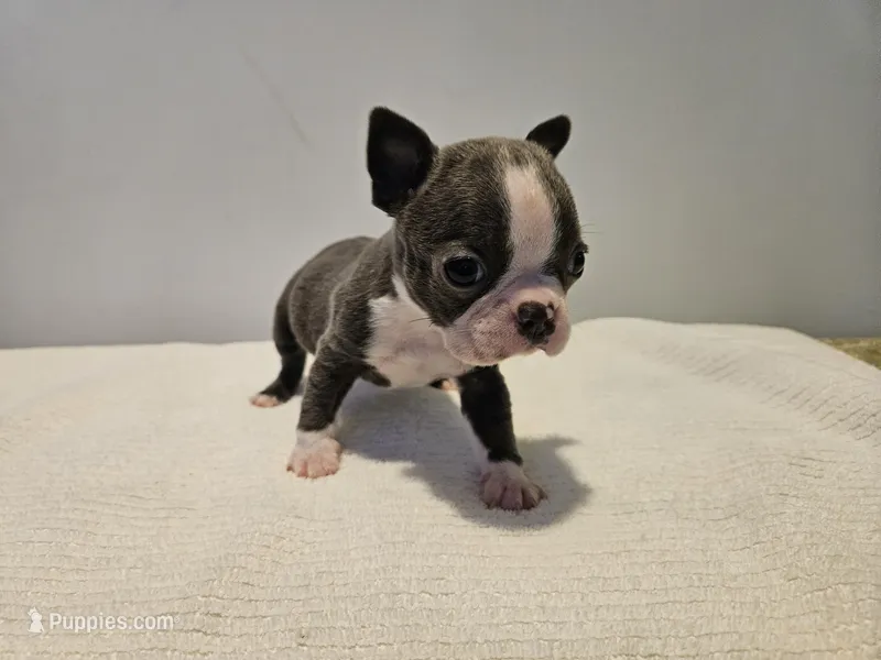Blue female 2, a female Boston Terrier for sale in Greenville, GA – Photo 1 of 10