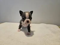 Blue female 2, a female Boston Terrier for sale in Greenville, GA – Photo 2 of 10