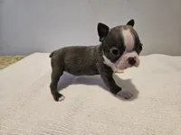 Blue female 2, a female Boston Terrier for sale in Greenville, GA – Photo 6 of 10