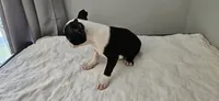 Blk/wht female , a female Boston Terrier for sale in Greenville, GA – 9 of 10