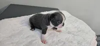 Blue female , a female Boston Terrier for sale in Greenville, GA – 3 of 10