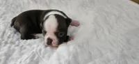 Cho female , a female Boston Terrier for sale in Greenville, GA – 2 of 10