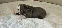 Blue female 1, a female Boston Terrier for sale in Greenville, GA – 8 of 10