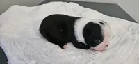 Blk/wht female 1, a female Boston Terrier for sale in Greenville, GA – 2 of 10