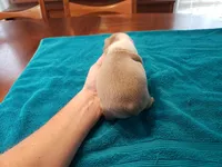 Lilac female, a female Boston Terrier for sale in Greenville, GA – Photo 5 of 9