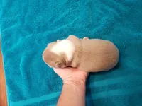 Lilac female, a female Boston Terrier for sale in Greenville, GA – Photo 4 of 9