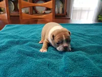 Lilac female, a female Boston Terrier for sale in Greenville, GA – Photo 9 of 9