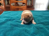 Lilac female, a female Boston Terrier for sale in Greenville, GA – Photo 8 of 9