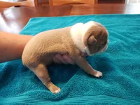 Lilac female, a female Boston Terrier for sale in Greenville, GA – Photo 6 of 9