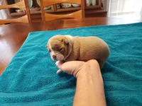 Lilac female, a female Boston Terrier for sale in Greenville, GA – Photo 3 of 9