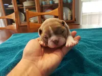 Lilac female, a female Boston Terrier for sale in Greenville, GA – Photo 1 of 9