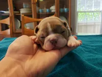 Lilac female, a female Boston Terrier for sale in Greenville, GA – Photo 2 of 9