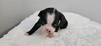 Blk/wht male 1, a male Boston Terrier for sale in Greenville, GA – 6 of 10