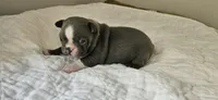 Blue female 1, a female Boston Terrier for sale in Greenville, GA – 6 of 10