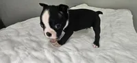 Blk/wht male 2, a male Boston Terrier for sale in Greenville, GA – 6 of 10