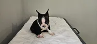 Blk/wht male 2, a male Boston Terrier for sale in Greenville, GA – 2 of 10