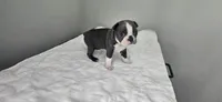 Blue female , a female Boston Terrier for sale in Greenville, GA – 6 of 10