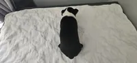 Blk/wht female 1, a female Boston Terrier for sale in Greenville, GA – 4 of 10