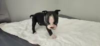 Blk/wht male 1, a male Boston Terrier for sale in Greenville, GA – 9 of 10