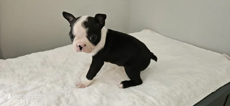 Blk/wht female 1 – Boston Terrier puppy for sale in Greenville, GA