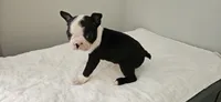 Blk/wht female 1, a female Boston Terrier for sale in Greenville, GA – 1 of 10